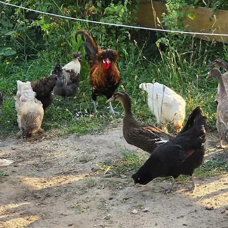 Lägenhet La Petite Ferme De Fine *
