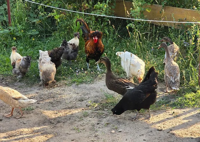 La Petite Ferme De Fine Lägenhet