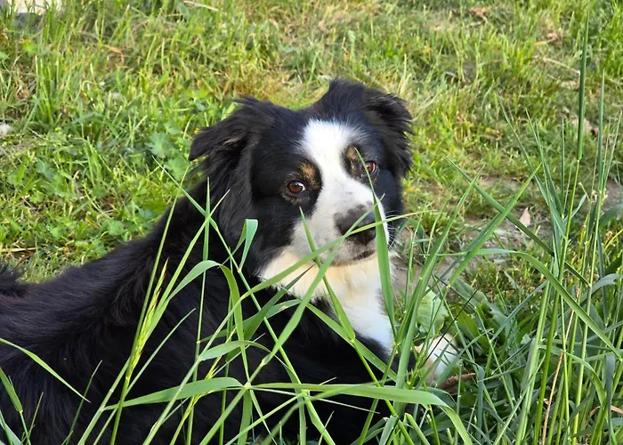 La Petite Ferme De Fine Burg bei Magdeburg