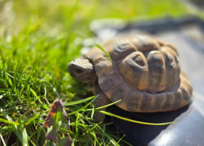 La Petite Ferme De Fine * Burg bei Magdeburg