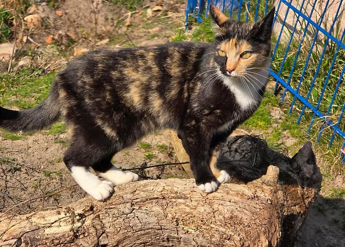 Lägenhet La Petite Ferme De Fine *